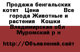 Продажа бенгальских котят › Цена ­ 20 000 - Все города Животные и растения » Кошки   . Владимирская обл.,Муромский р-н